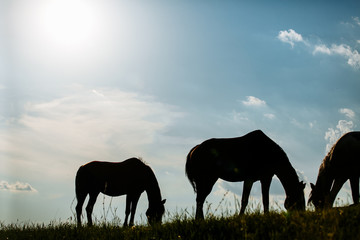 Fototapeta na wymiar Three horses grazing in a field at sunrise