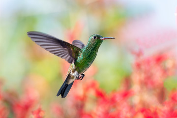 Fototapeta na wymiar A green Copper-rumped Hummingbird, Amazilia tobaci, hovers in a tropical garden with red flowers in the background.