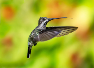 Fototapeta premium A female Long-billed Starthroat hovering in a tropical garden.