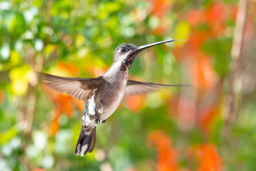 A female Long-billed Starthroat hovering in a tropical garden.