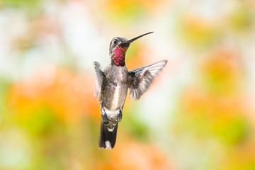 A Long-billed Starthroat hovering in a tropical garden.