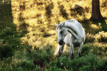 portrait of white arabian horse standing in forest. background of autumn colorful forest.