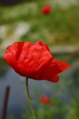 Naklejka premium red poppy in a field