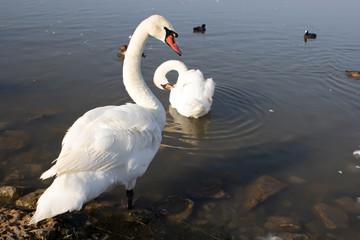 Group of white swans and ducks swimming on the dirty lake in polluted water. Environmental protection.