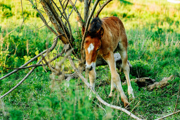 Brown Horse in the forest, scratching head using a log. Horse has a thick coat of fur.