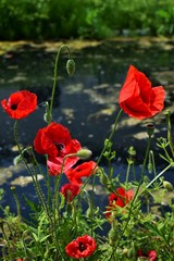 poppies in a field