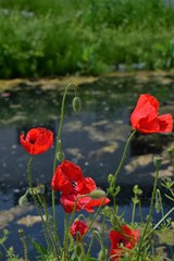 Obraz premium poppy field of poppies