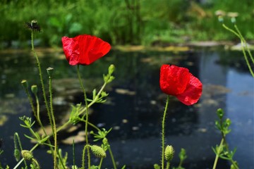 red poppies in a field
