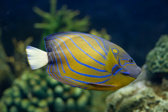  Marine Fish