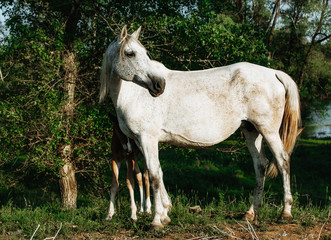 Obraz na płótnie Canvas Bay mare standing with foal in summer field
