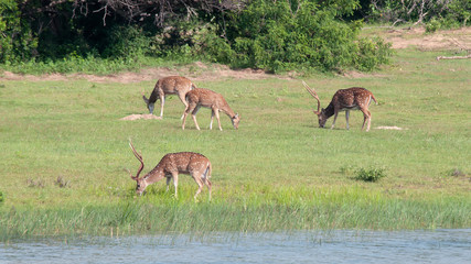 Naklejka na ściany i meble Spotted deers in a national Park of Sri Lanka