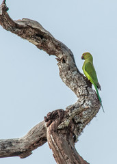 Parrot on a dry tree in the national Park of Sri Lanka
