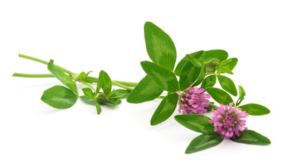 Clover flower on a stem.