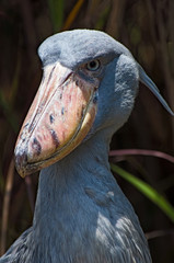 Obraz premium Shoebill