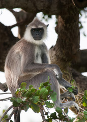 Langur