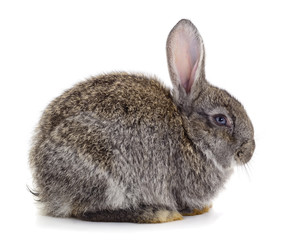 Gray rabbit isolated.
