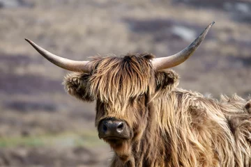 Foto op Plexiglas Schotse hooglander Schotse hooglanders