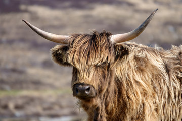 Schottisches Hochlandrind