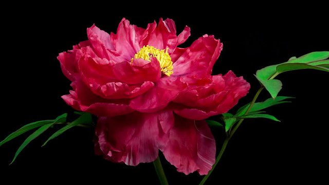 Timelapse of pink peony Shima Nishiki flower blooming and fading on vlack background