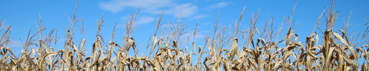 Panorama of dried corn tassels under a blue sky