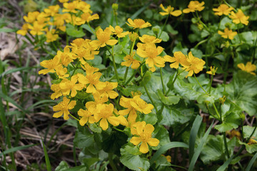 Wild-growing flowering plant caltha palustris yellow flowers with petals and stamens green leaves. Marigold grows in the swamp. Lots of yellow flowers, low key