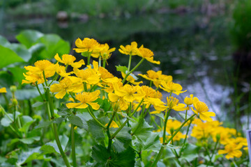 Fototapeta premium Marsh Marigold Caltha palustris yellow flowers against the backdrop of swamp pond water. Marsh flowers wild poisonous, Marigold Caltha used in homeopathy, selective focus