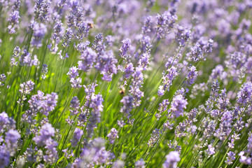 Fototapeta premium Field of lavender flowers. Natural background