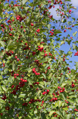 Shrub with many red hawthorn berries and green leaves in the background of the blue sky