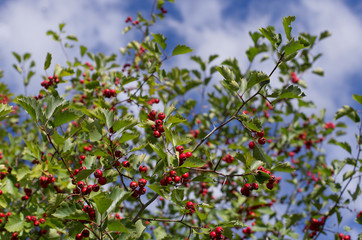 Obraz premium Shrub with many red hawthorn berries and green leaves in the background of the blue sky