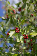 Branch with bright red hawthorn berries and green leaves on the background of the blue sky