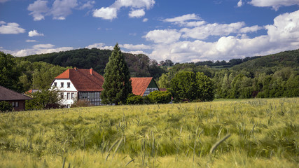 Landschaft Extertal im Weserbergland mit Gerstenfeld