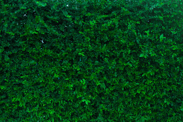 green leaves nature wall background