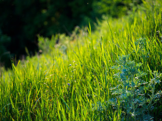 Green grass on blurred background.