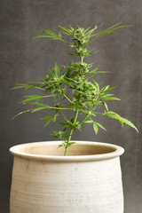 legal marijuana plant from Netherlands in clay pot on dark background