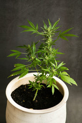 legal marijuana plant from Netherlands in clay pot on dark background