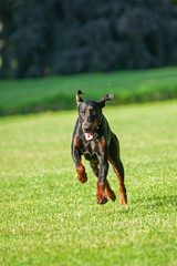 Doberman running fast in a city park