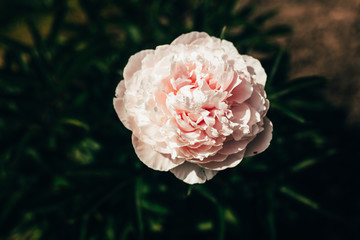 Beautiful pale pink peony flower close up growing in the garden. Faded toning.