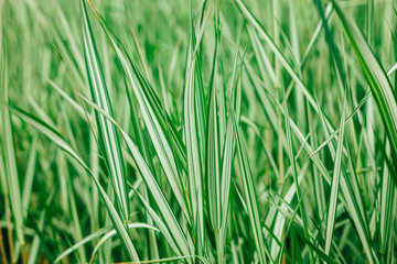 Green and white exotic grass texture natural background