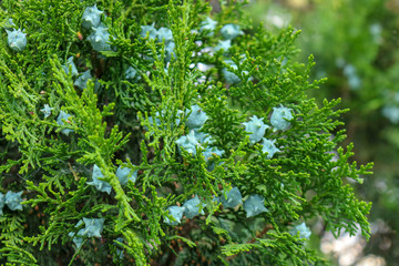 Juniper plant with blue seed