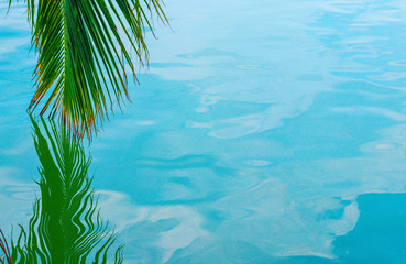 Fototapeta na wymiar A palm branch is reflected in the water