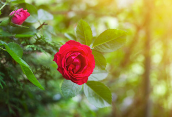 Beautiful red rose in garden against vibrant green blurred background