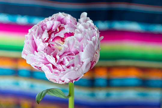 One Large Pink Peony Blossom Cut Flower Stem with Blurry Bokeh Background of Colorful Striped South American Fabric