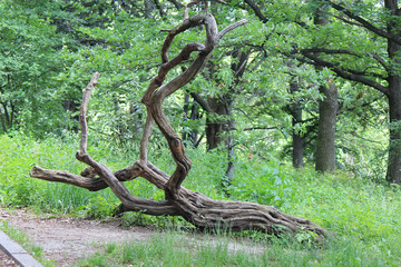 unusual twisted tree in a botanical garden