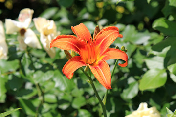 Obraz premium riot of flowers in the summer park