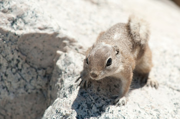 Close up of an inquisitive chipmunk (Tamias striatus) standing in sun on a rock - Image