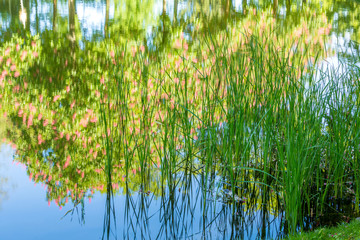 Obraz premium Reflection on Pond in Great Zoo Garden in Berlin Germany