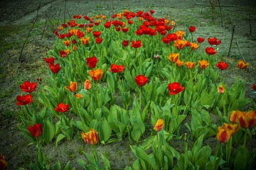 Blooming tulip, red flower