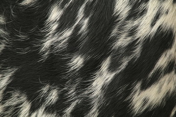 Close up of the black and white coat of a Nguni cow, native breed to southern Africa.