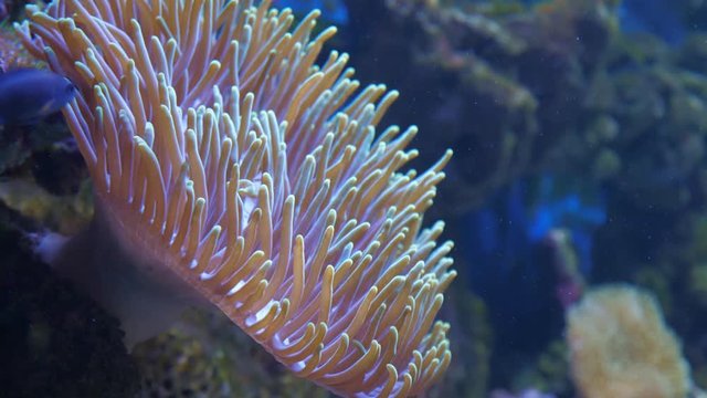 Magnificent sea anemone or Ritteri anemone (Heteractis magnifica) in the sea or aquarium. Slow motion.