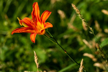 Wild Tiger Lily